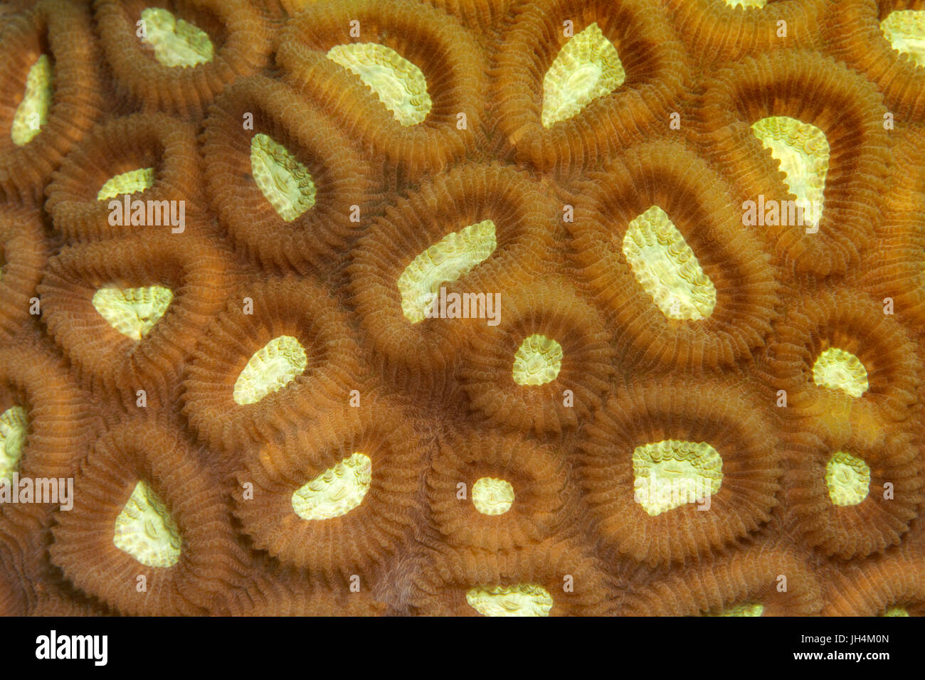 Favia stony coral (Favia sp.) con il ritratto di polipi, Palawan Mimaropa, Lago di Sulu, Oceano Pacifico, Filippine Foto Stock