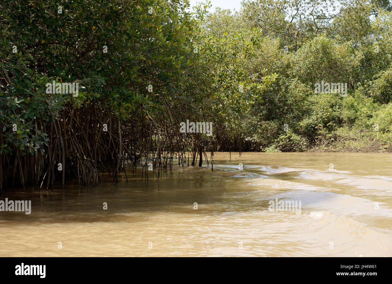 Natura, sul fiume Parnaíba Delta, città, Parnaíba, Piauí, Brasile Foto Stock