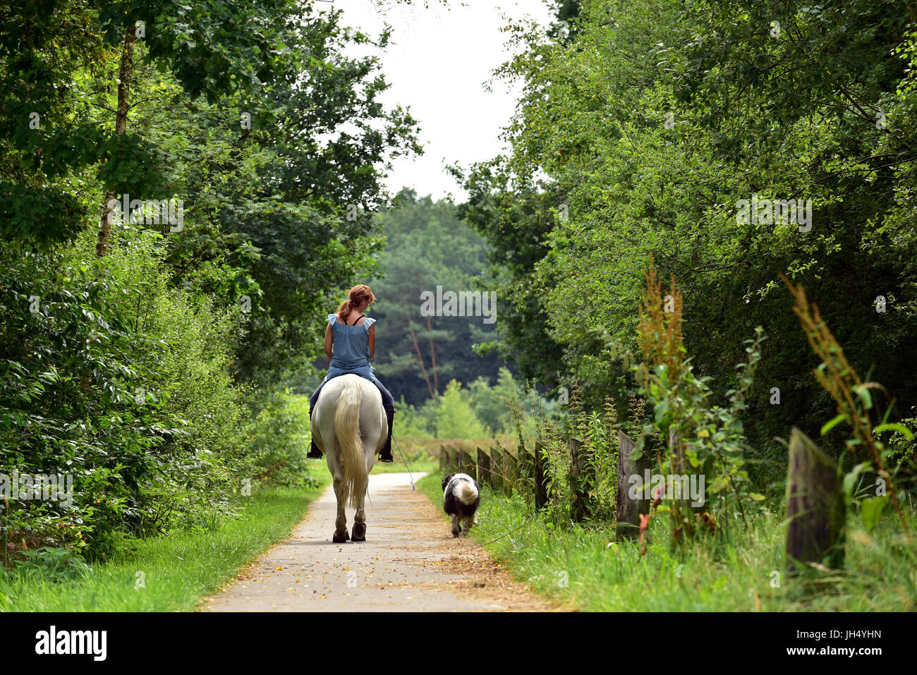 Bellissime passeggiate a cavallo giovane donna insieme con il suo cane nella foresta. Foto Stock
