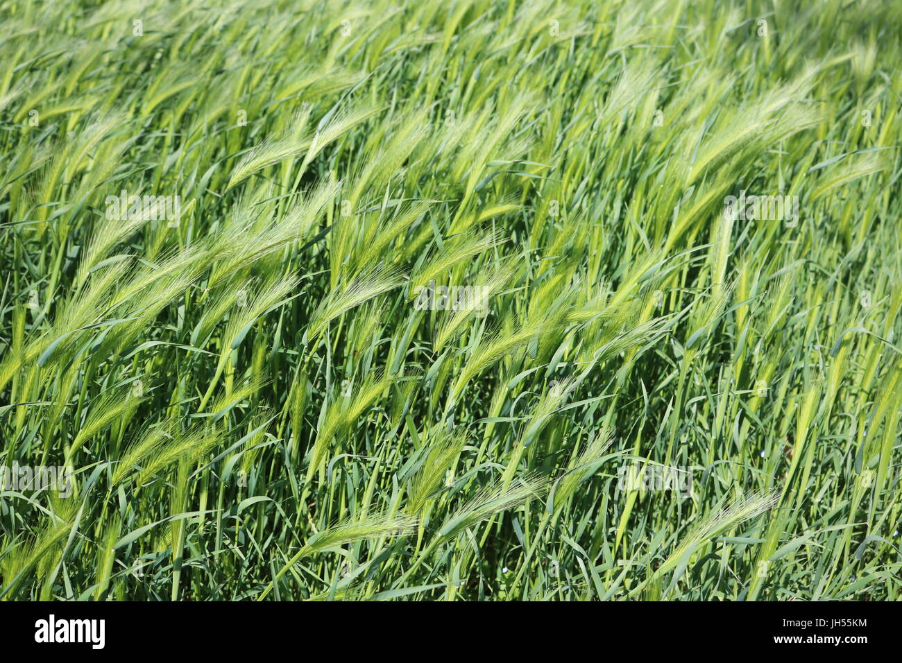 Campo di wild erba verde che si muovono nel vento Foto Stock