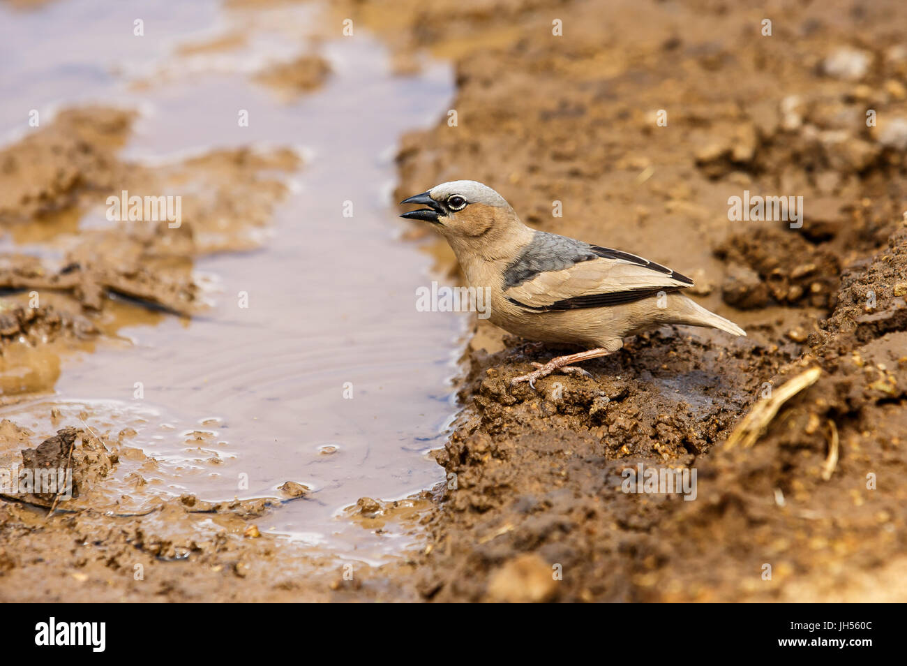 A testa grigia tessitore sociale Foto Stock