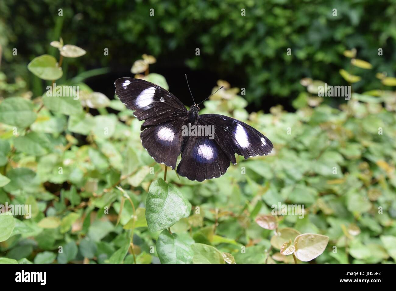 Danaid eggfly butterfly sul parafango Foto Stock