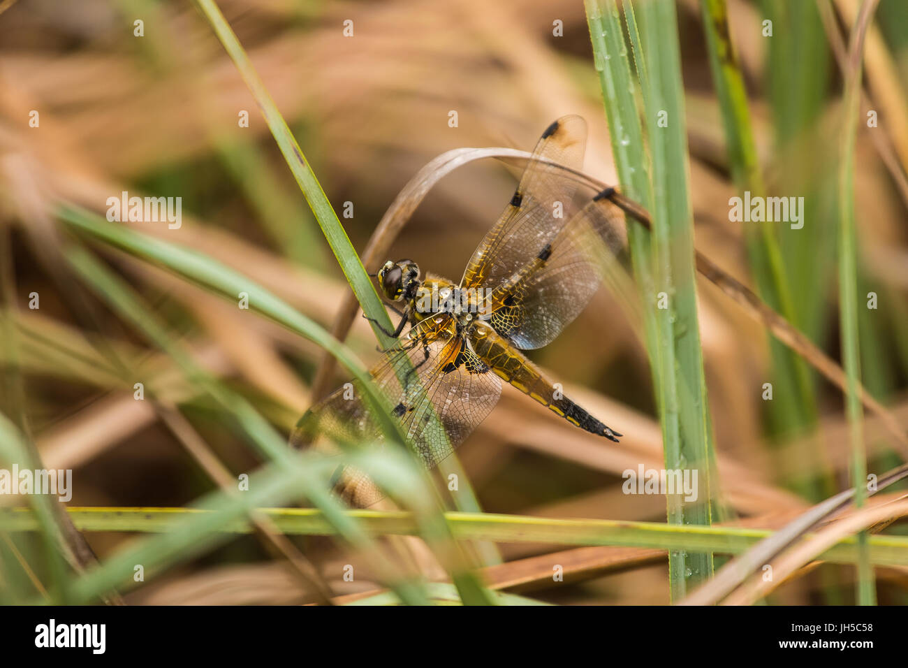 Una bella maggiore dragonfly seduto su un'erba. Macro la profondità di campo di una foto. Foto Stock