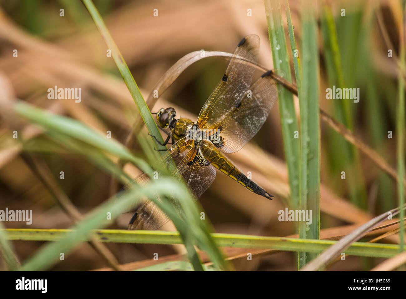Una bella maggiore dragonfly seduto su un'erba. Macro la profondità di campo di una foto. Foto Stock