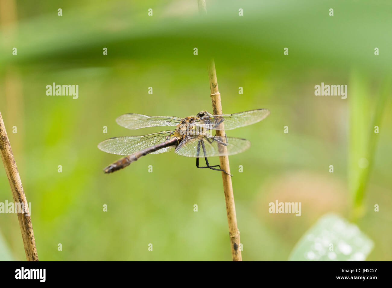 Una bella maggiore dragonfly seduto su un'erba. Macro la profondità di campo di una foto. Foto Stock