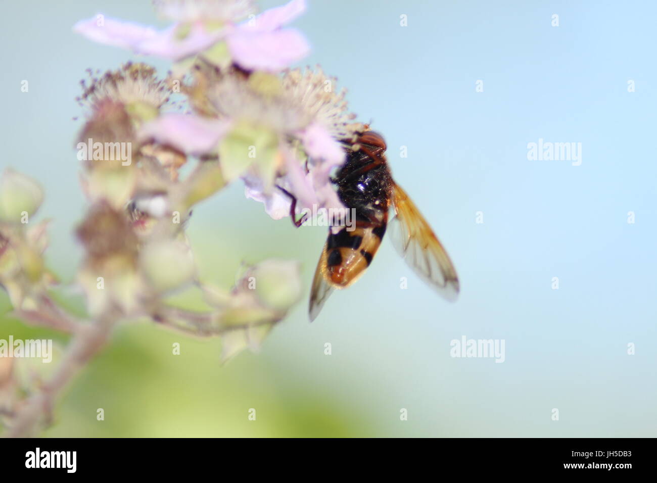 Epistrophe melanostoma, hoverfly, grande hover fly, UK insetto che assomiglia a un ape, hover fly che assomiglia a un'ape, UK hover fly, UK hoverfly, Foto Stock