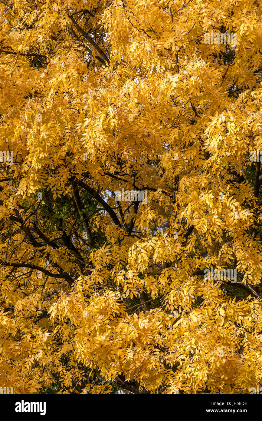 Fraxinus excelsior. Albero di cenere comune in foglie d'autunno Foto Stock