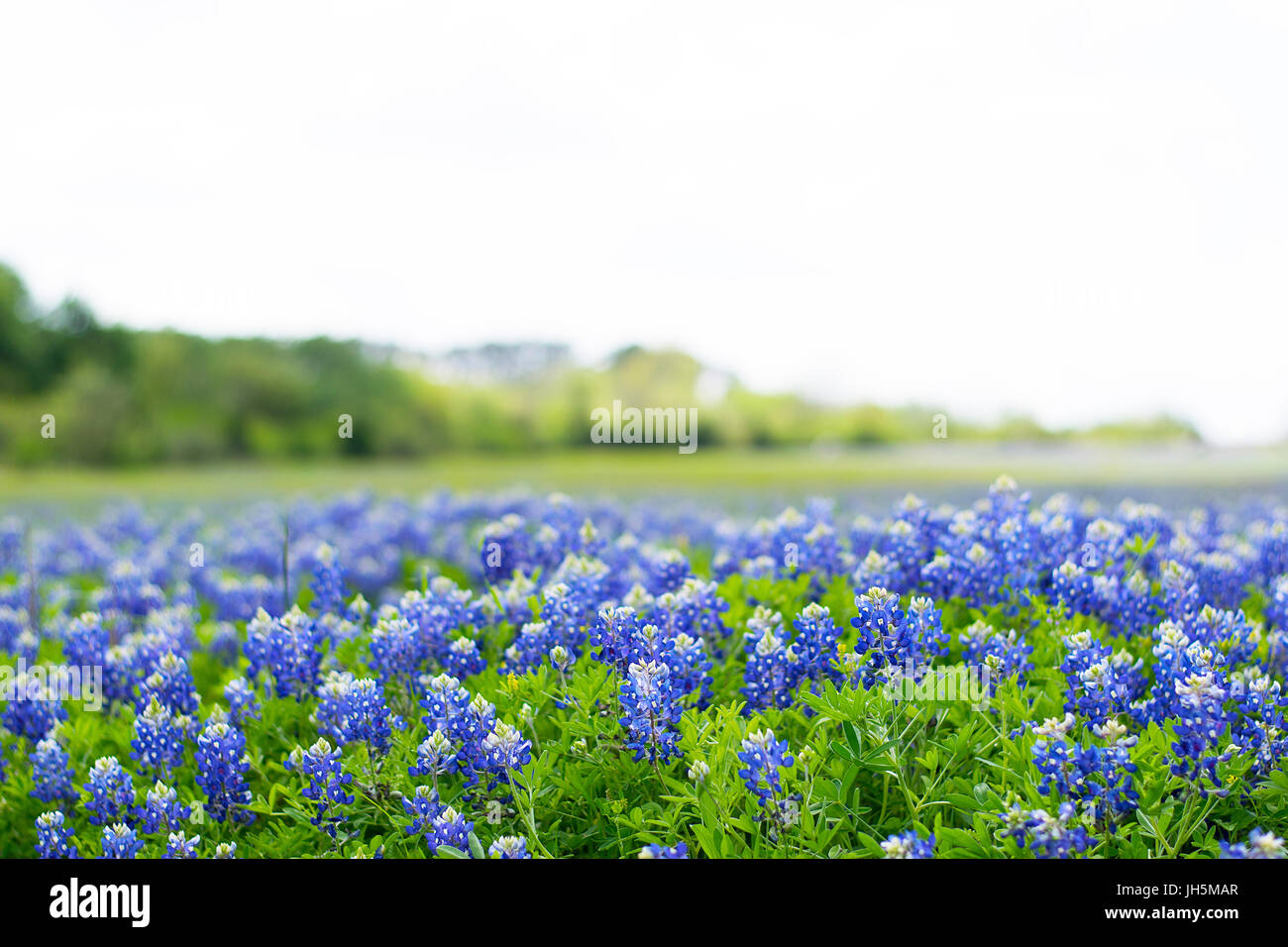 Un campo di Bluebonnets in Brenham, Texas Foto Stock
