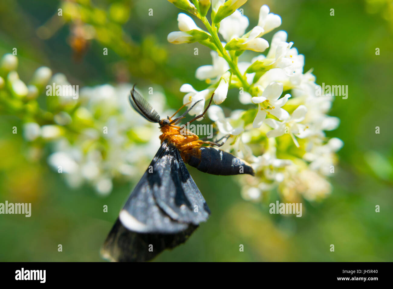 Un White-Tipped falena nero alimentazione su fiori a Brazos Bend State Park in Texas Foto Stock