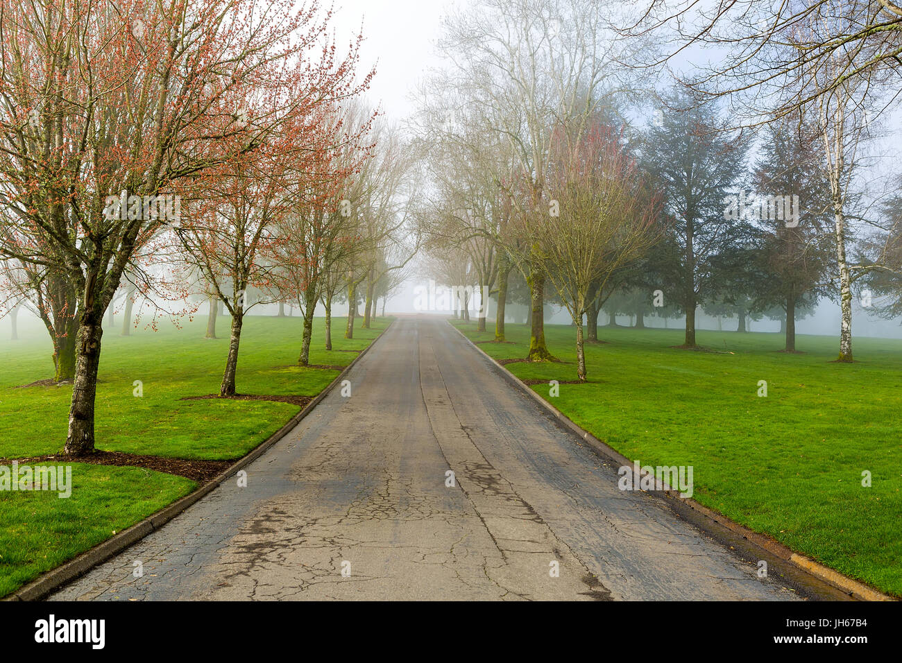 Mattinata nebbiosa su un viale alberato presso il parco in Portland Oregon Foto Stock
