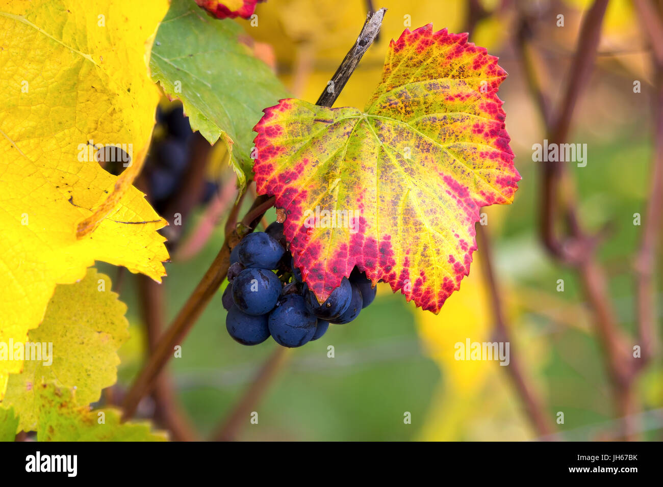 Vino rosso uva sulla vite nella vigna closeup Foto Stock