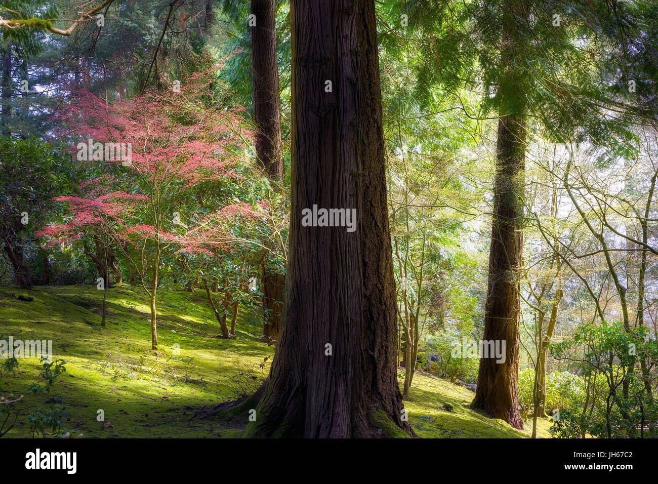 Il bosco incantato in Portland giardino giapponese in primavera Foto Stock
