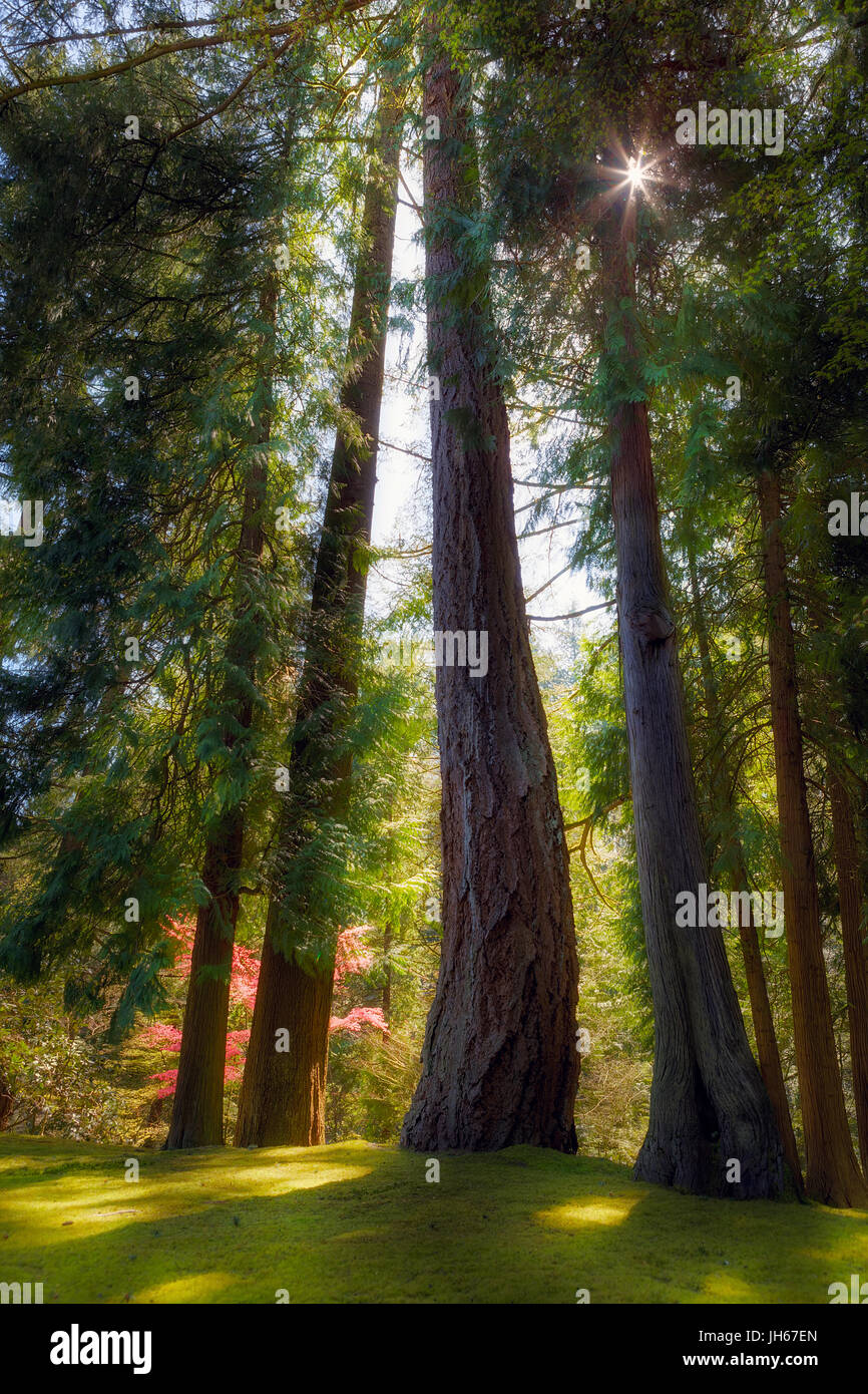 Alte e possenti alberi sempreverdi con luce solare spiata attraverso al Portland giardino giapponese Foto Stock