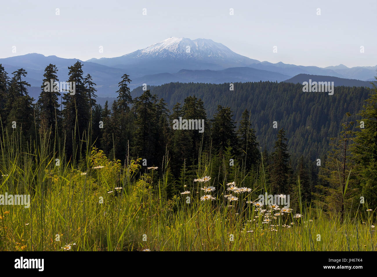 Il Monte Sant Helens nel paesaggio estivo presso Gifford Pinchot National Forest nello Stato di Washington Foto Stock