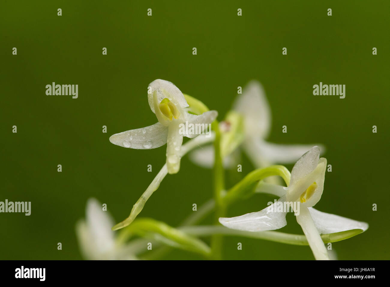 Una bella rare farfalle minore fioritura di orchidee in estate marsh. Closeup foto macro, profondità di campo. Foto Stock