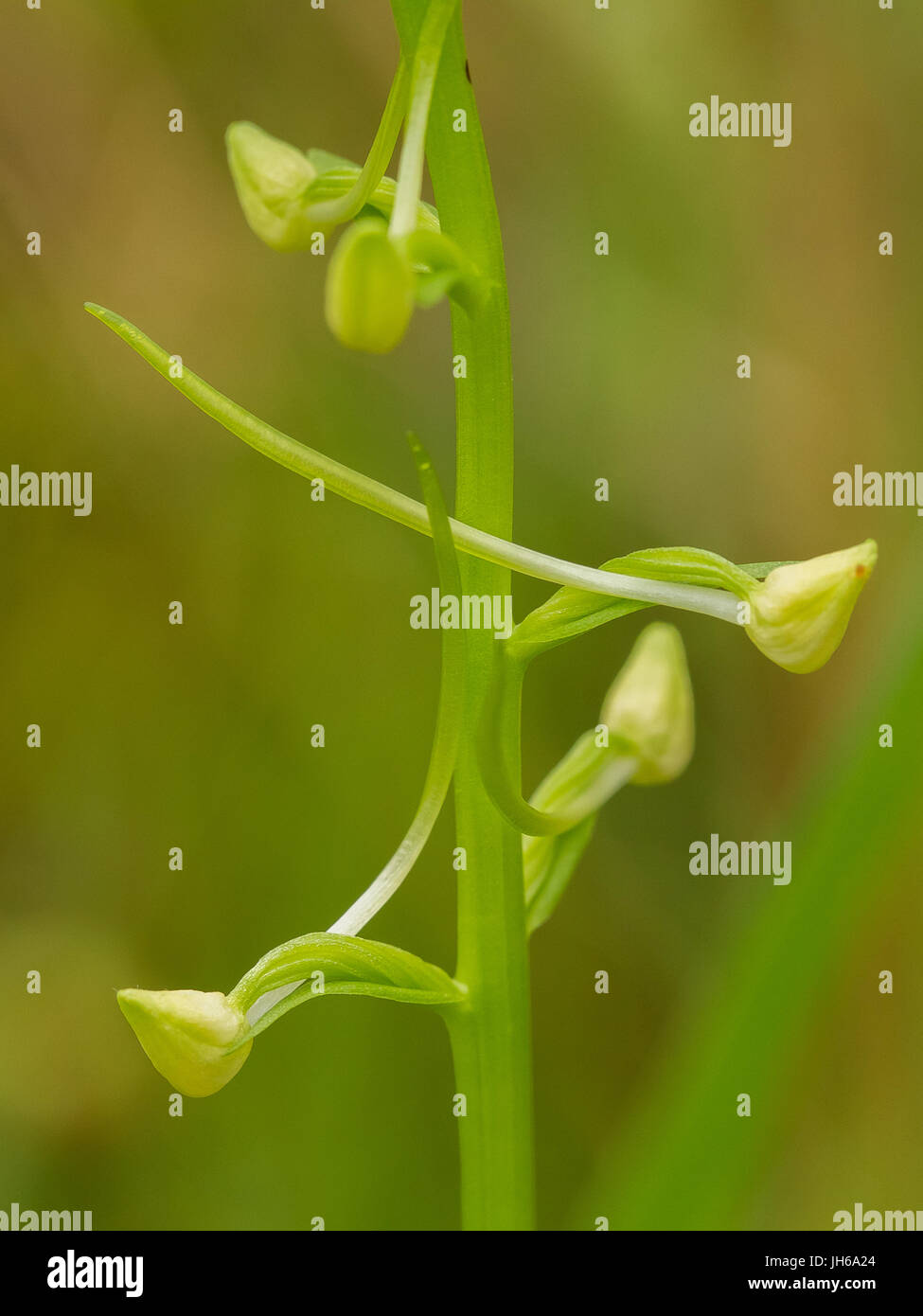 Una bella rare farfalle minore fioritura di orchidee in estate marsh. Closeup foto macro, profondità di campo. Foto Stock