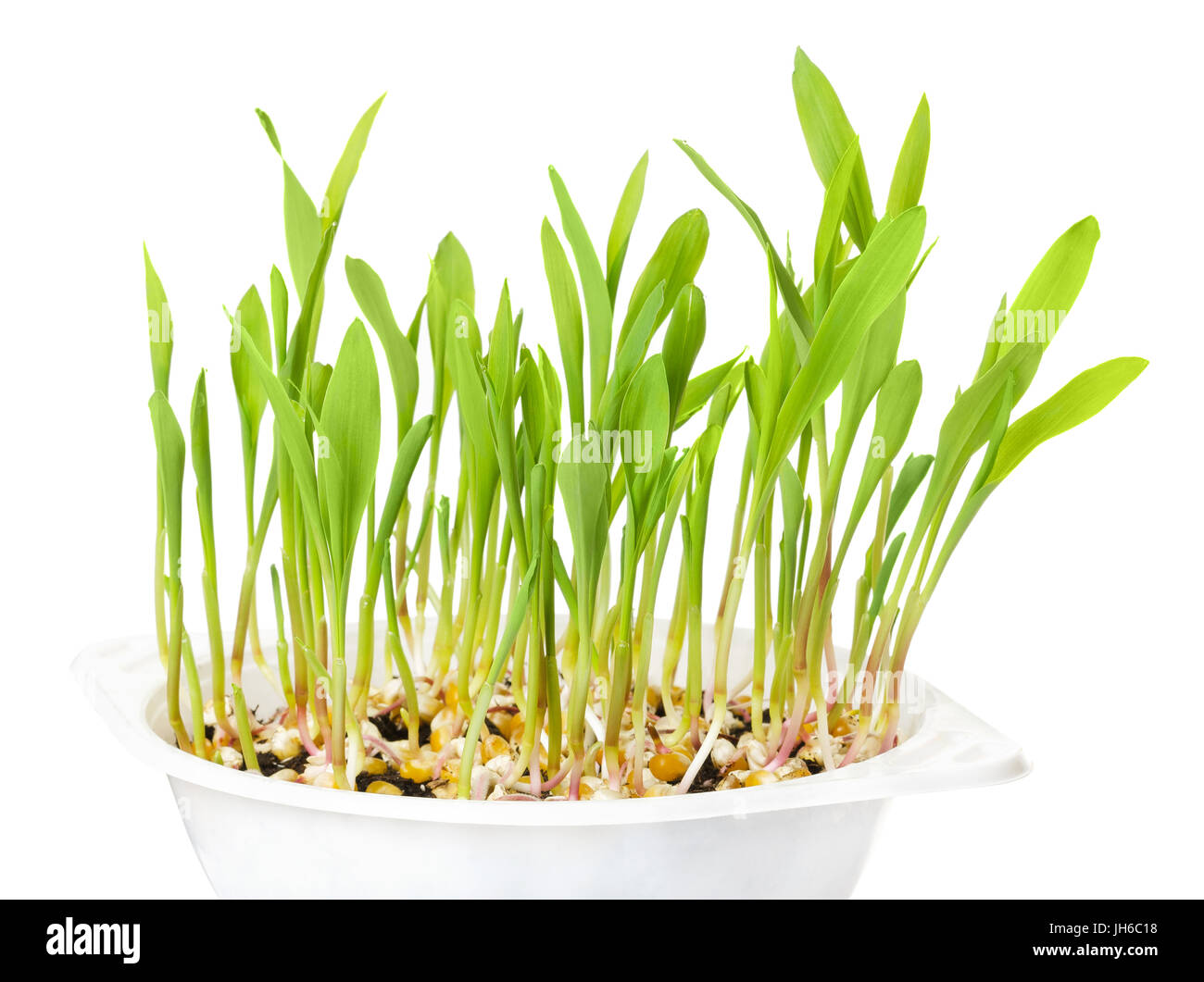 Giovani piante di popcorn in bianco vassoio di plastica su bianco. Le plantule da gherigli in composto di incapsulazione. Germogli e foglie di mais, Zea mays. Foto Stock