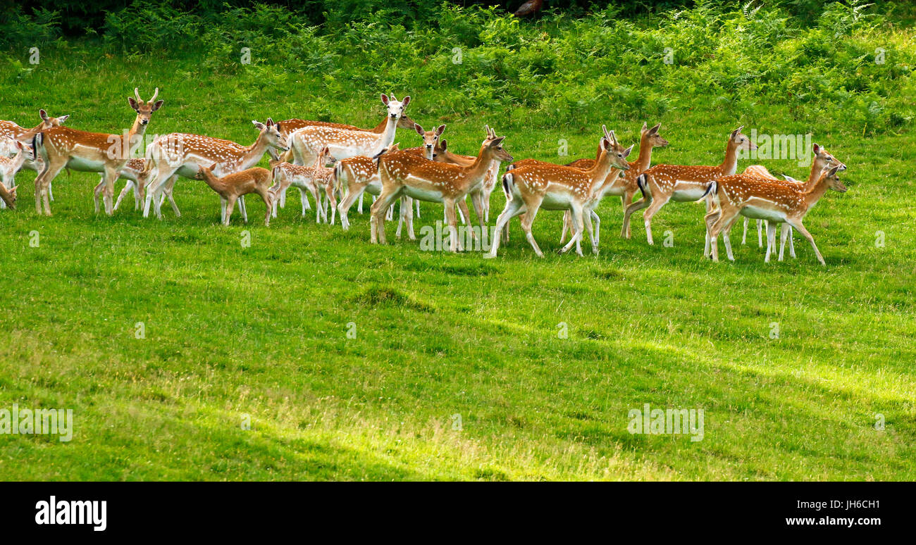 Magnifici esemplari di daini in un parco naturale in estate a macchie cappotti Foto Stock