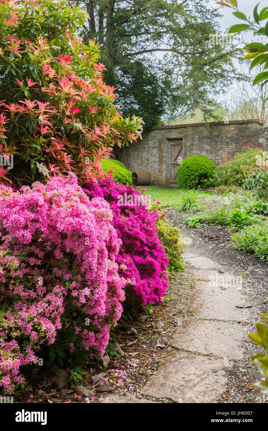 Colorato azalea arbusti nei giardini a Forde Abbey, Dorset, England, Regno Unito Foto Stock