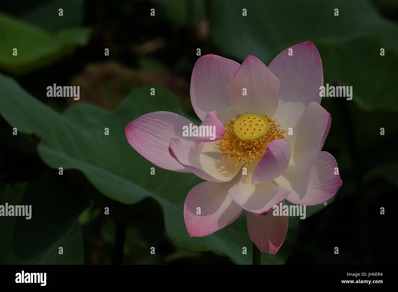 Fiore di loto bloom Foto Stock
