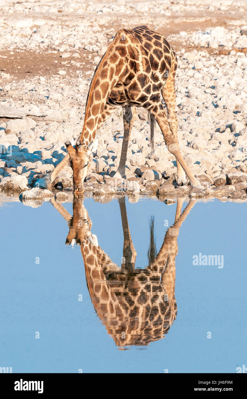 Una giraffa namibiana, giraffa camelopardalis angolensis, con riflessione, acqua potabile Foto Stock