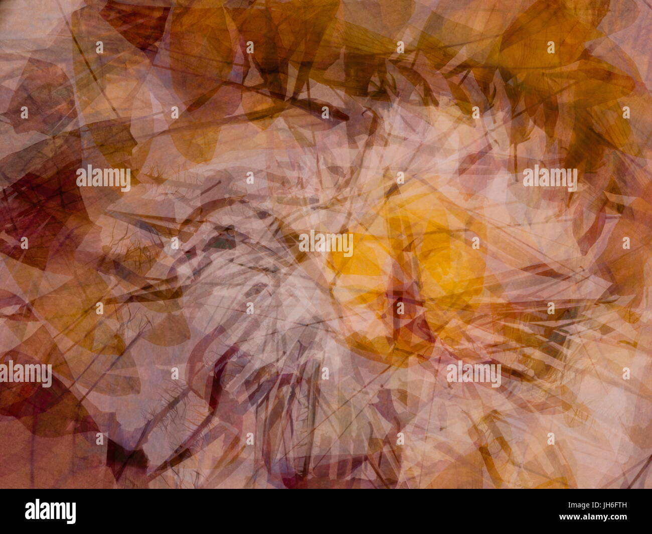 Si tratta di alcuni petali di fiore ho preso spostando il soggetto durante l'attivazione. Tutti i lavori viene effettuata all'interno di te la fotocamera e il file di output è un raw Foto Stock