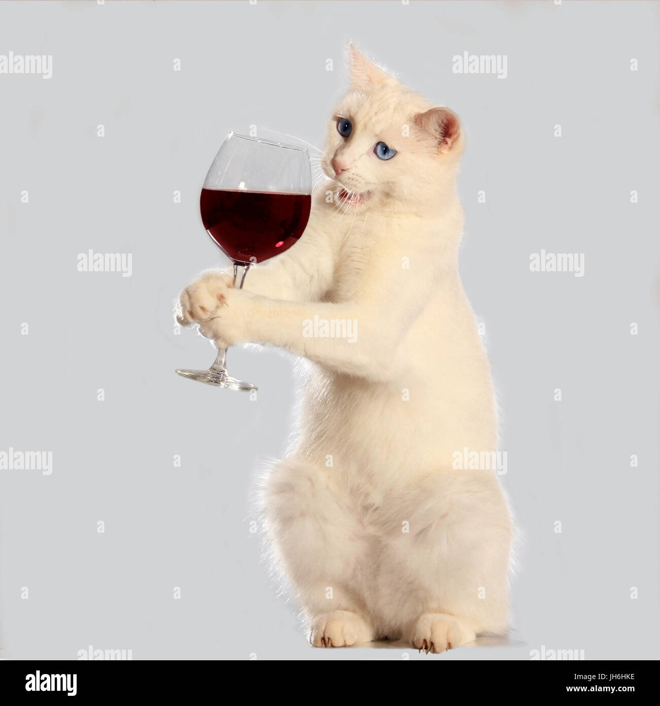Il gatto domestico, bianco, blu-eyed, tenendo un pieno di vino rosso in vetro le sue zampette Foto Stock