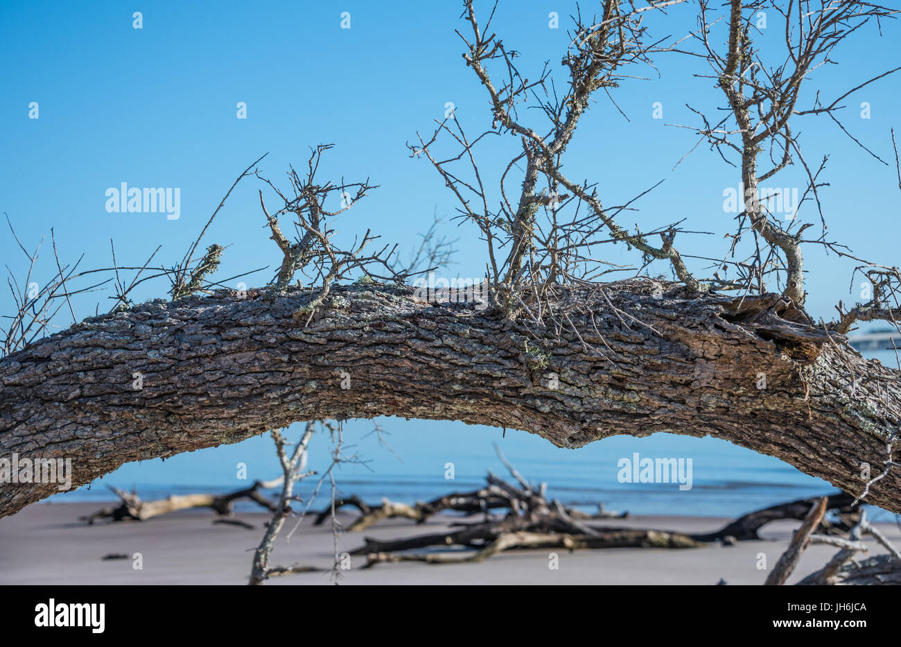 Albero caduto sulla spiaggia cimitero a Big Talbot Island State Park nel nord-ovest della Florida. (USA) Foto Stock