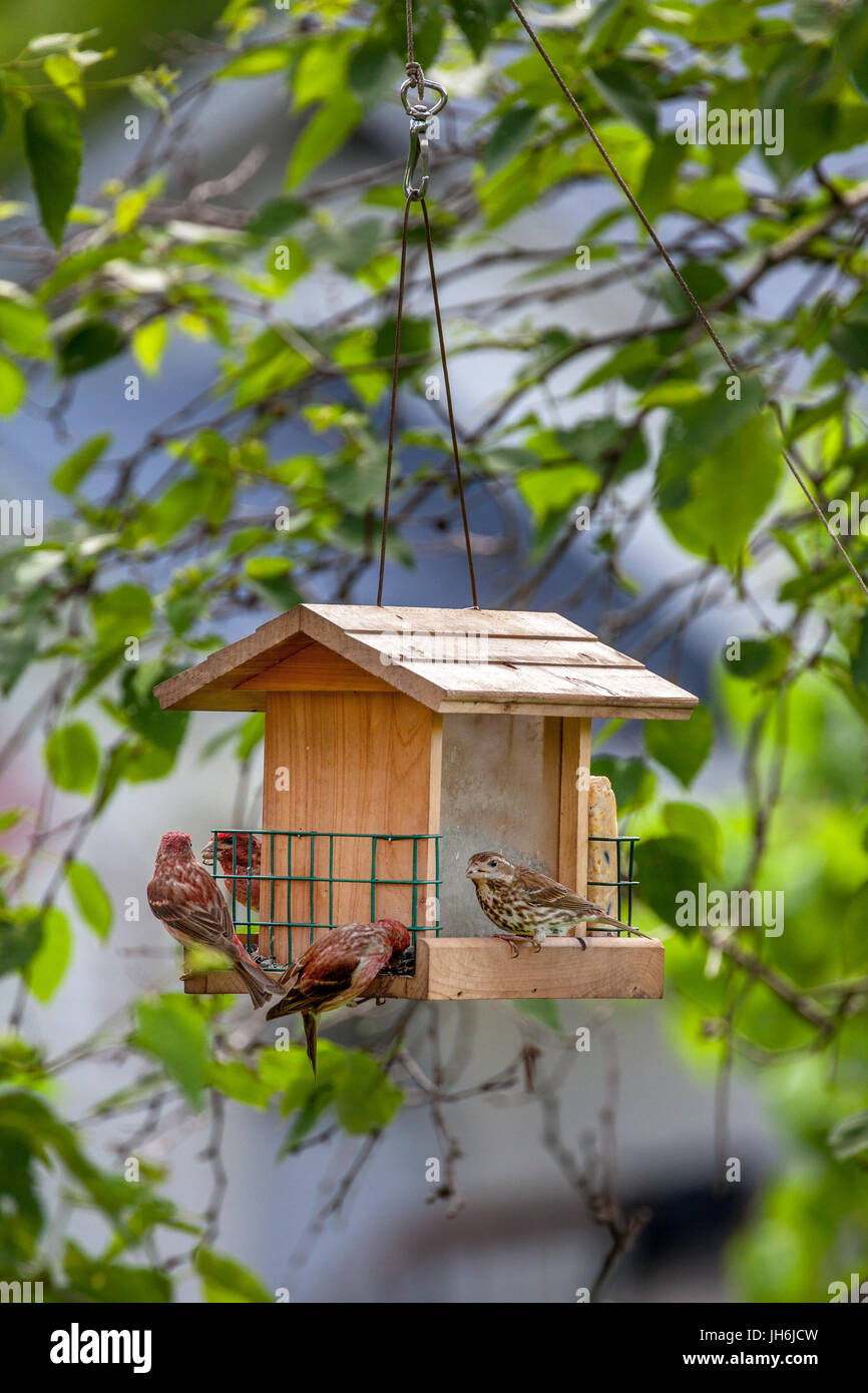 Maschio e femmina viola fringuelli, Haemorhous purpureus, mangiare semi da appeso un bird feeder a Lisbona, NH, Stati Uniti d'America. Foto Stock