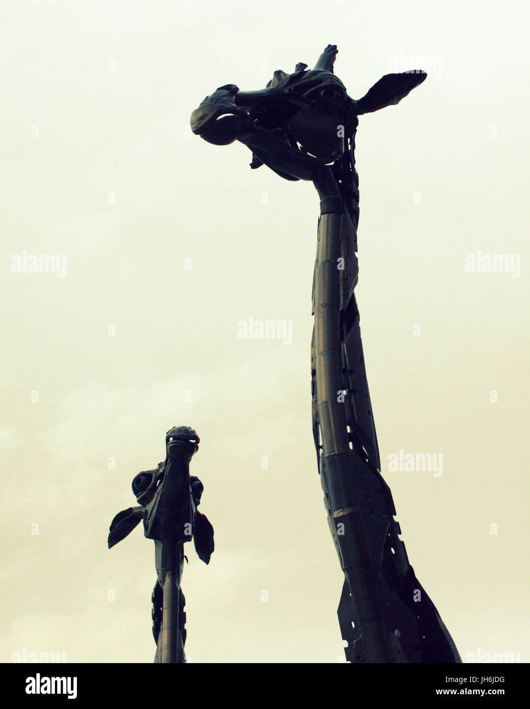 La giraffa opera d'arte statue colli Edinburgh Foto Stock