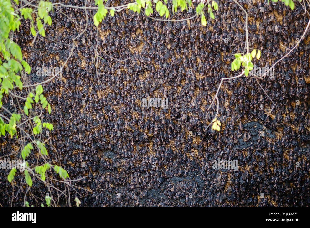 Le volpi volanti a Monfort pipistrelli Foto Stock