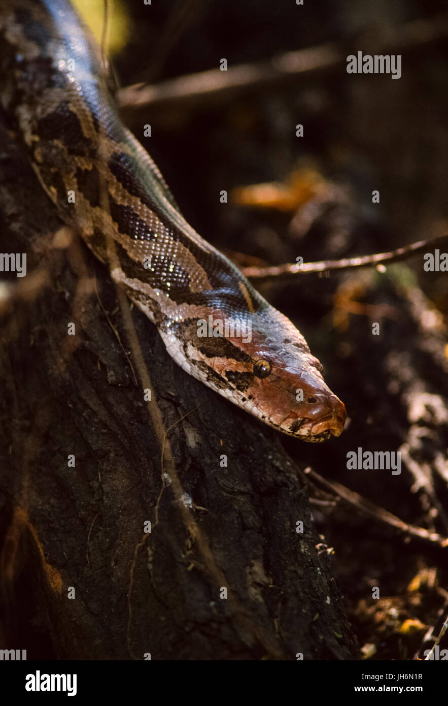 Indian rock o python python indiano, (Python molurus), di keoladeo ghana national park, bharatpur Rajasthan, India Foto Stock