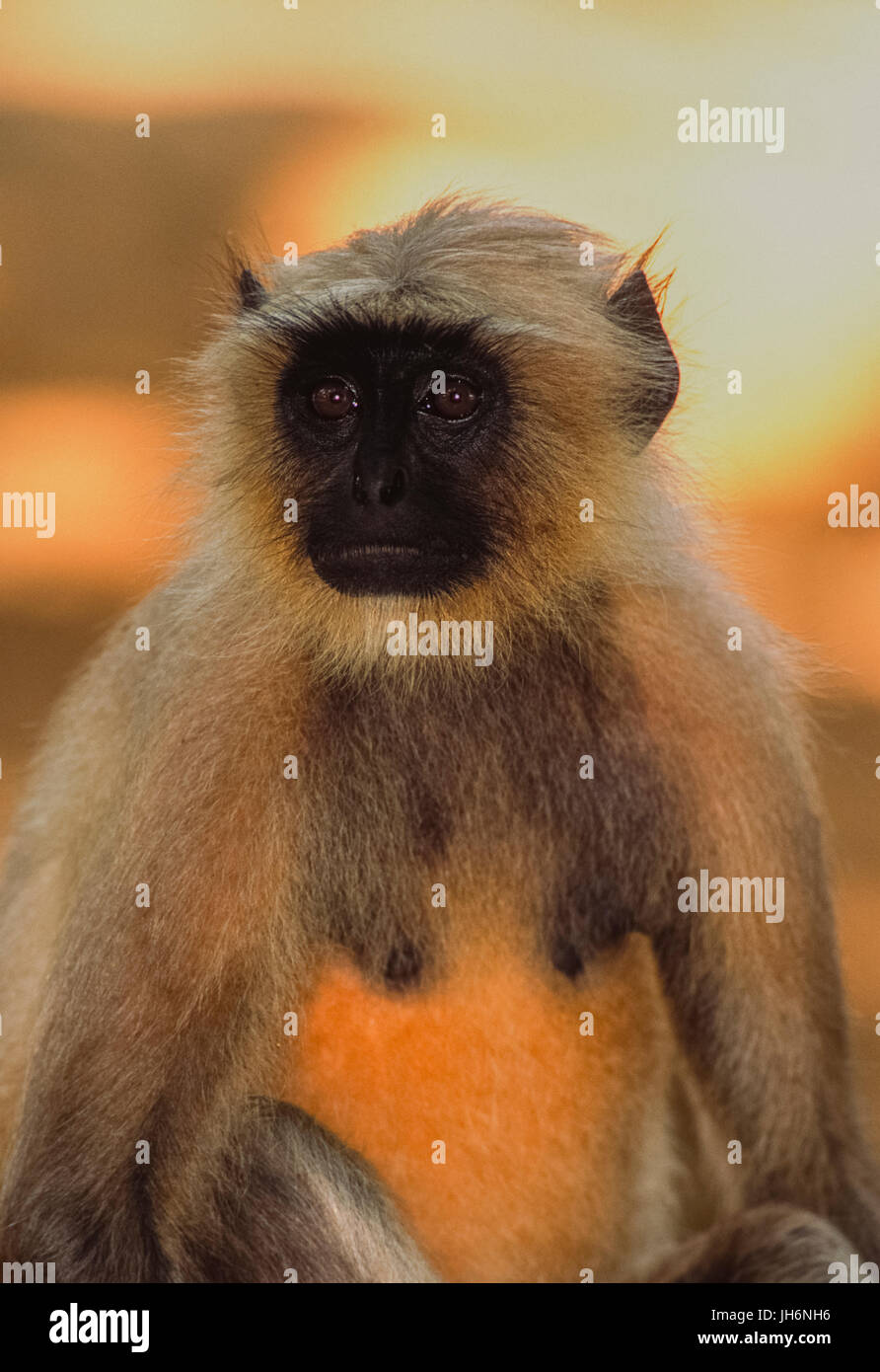 Grigio Langur o scimmia Hanuman (Simia entellus), Rajasthan, India Foto Stock