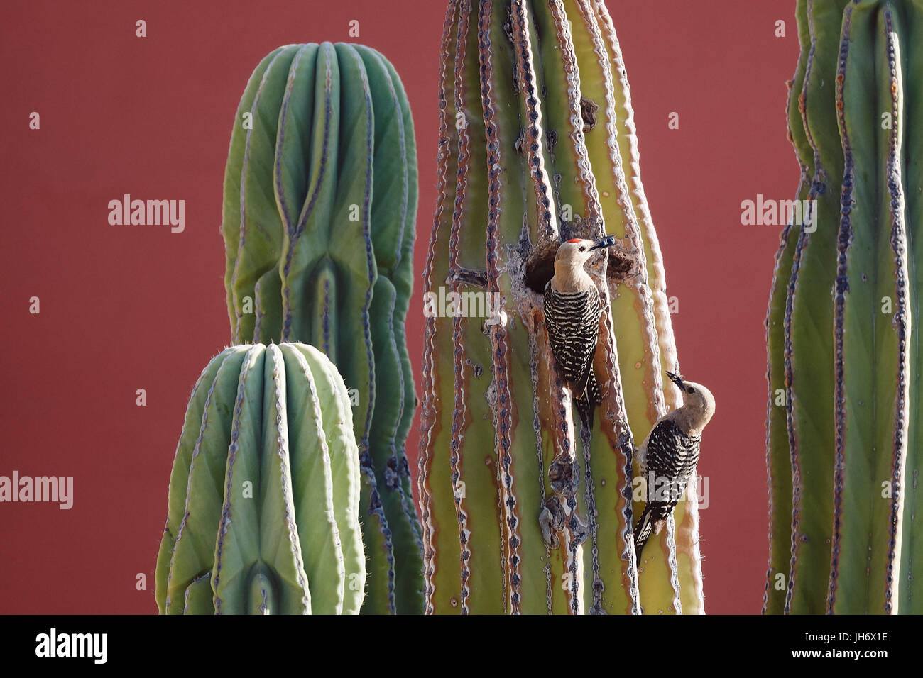 Due gila picchi portare il cibo per il loro nido in un cactus Saguaro Foto Stock