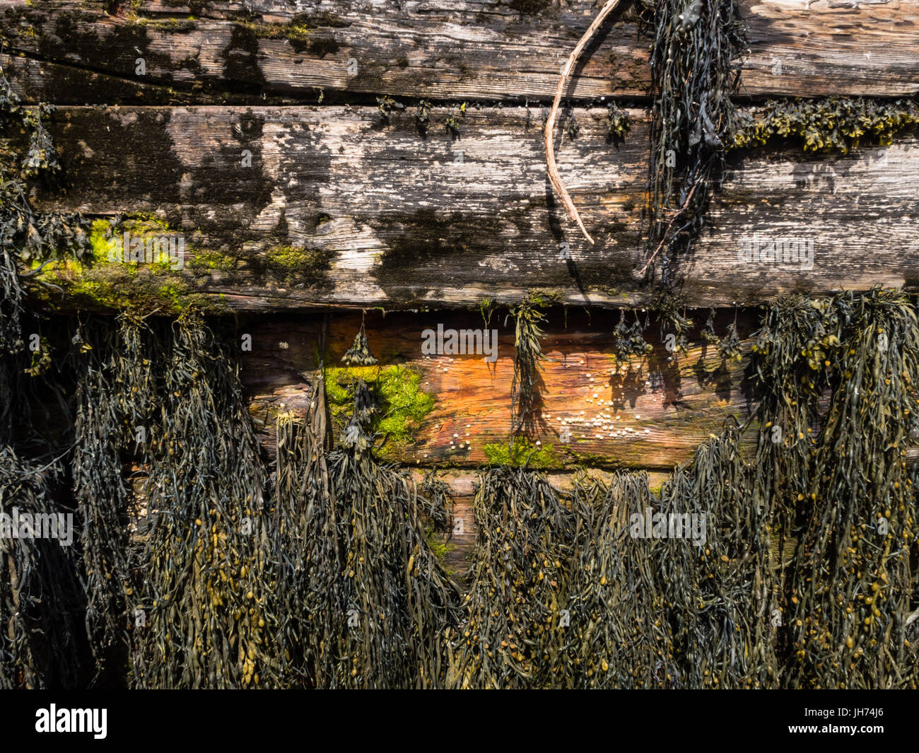 Le alghe sul molo boscose dall' oceano Foto Stock
