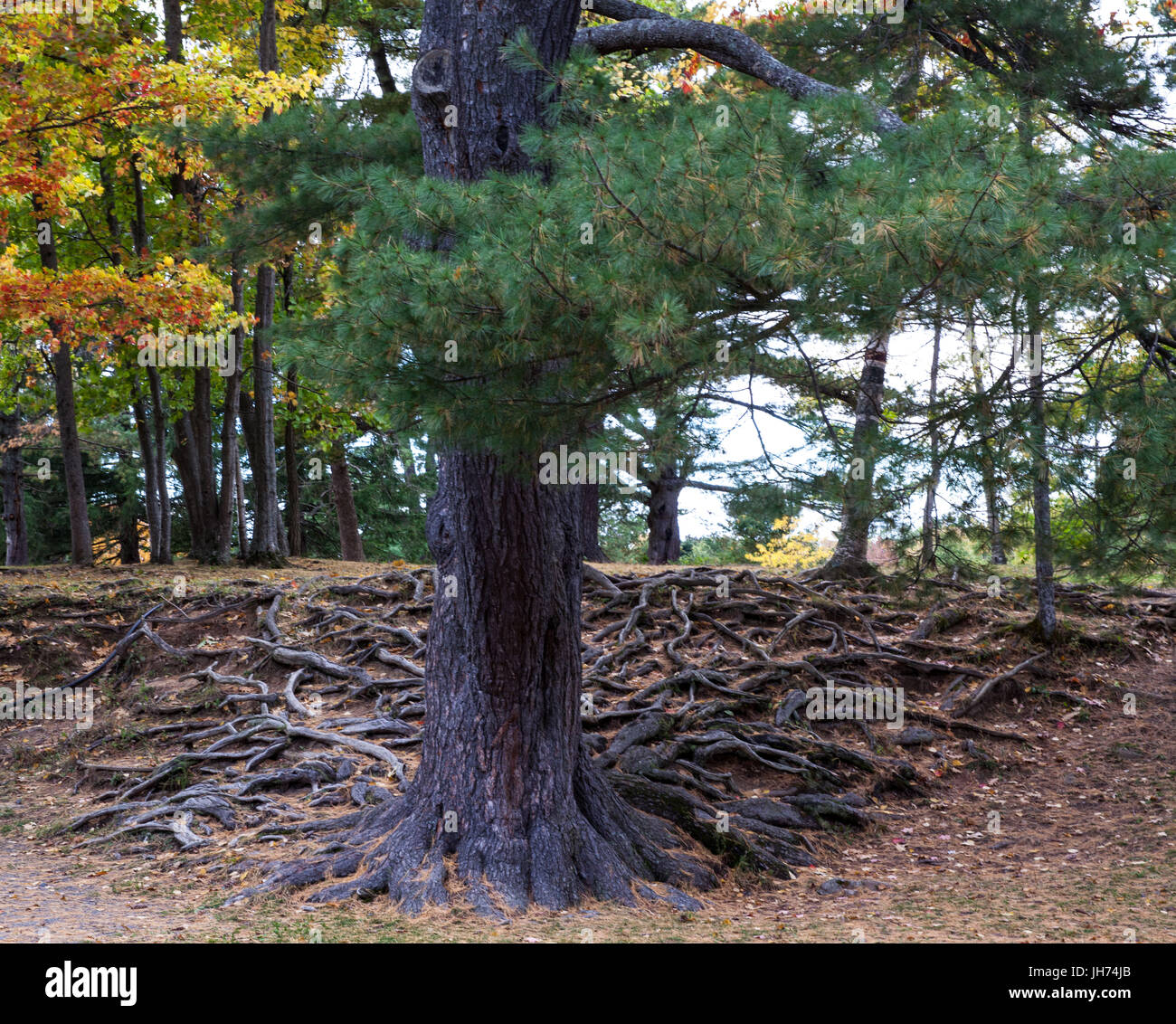 Grande albero sempreverde con disegno intricato di sopra di terra radici Foto Stock