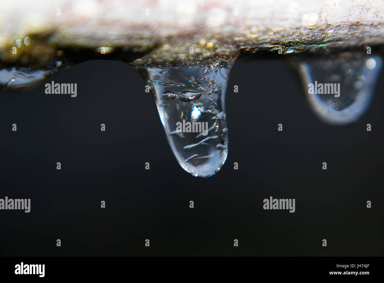 Una foto macro di alcuni piccoli ghiaccioli appesi da un ramo Foto Stock