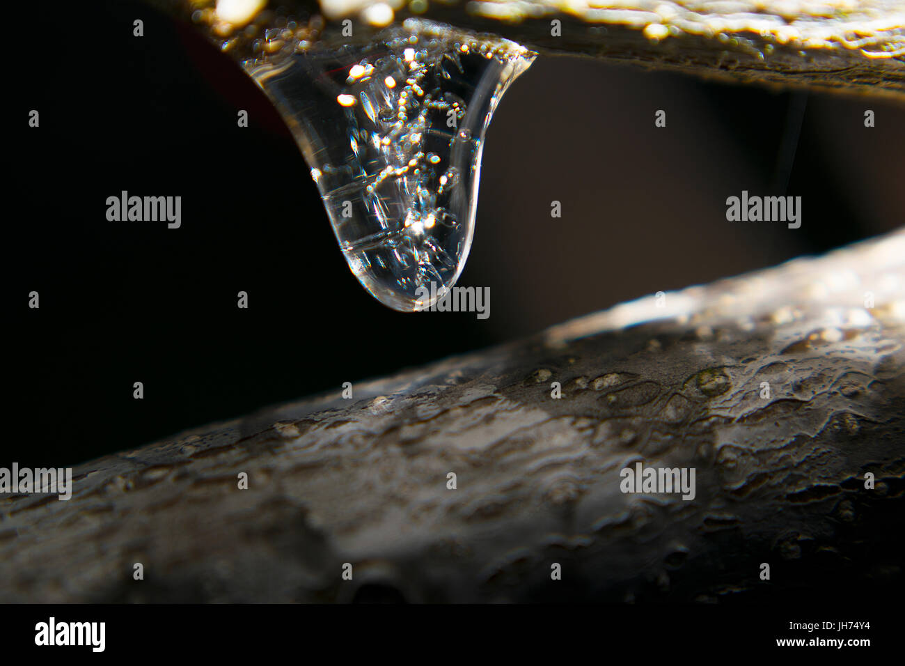 Una foto macro di un minuscolo icicle pendente da un ramo Foto Stock