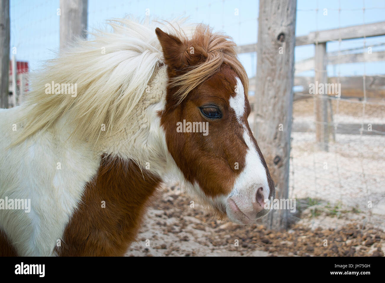 Un marrone e bianco pony in miniatura in un zoo delle carezze Foto Stock