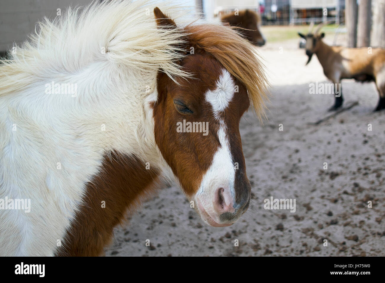 Un marrone e bianco pony in miniatura in un zoo delle carezze Foto Stock