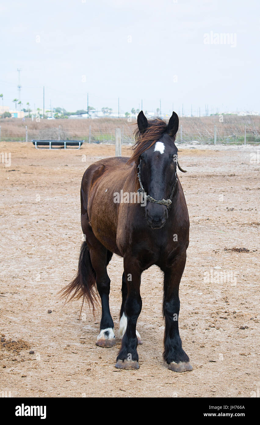 Un cavallo nero in piedi in un pascolo Foto Stock