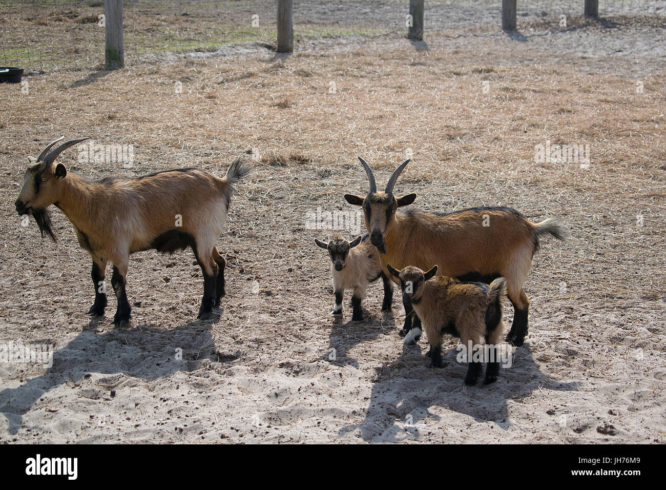 Una famiglia di capre in un ranch nel Corpus Christi, Texas Foto Stock