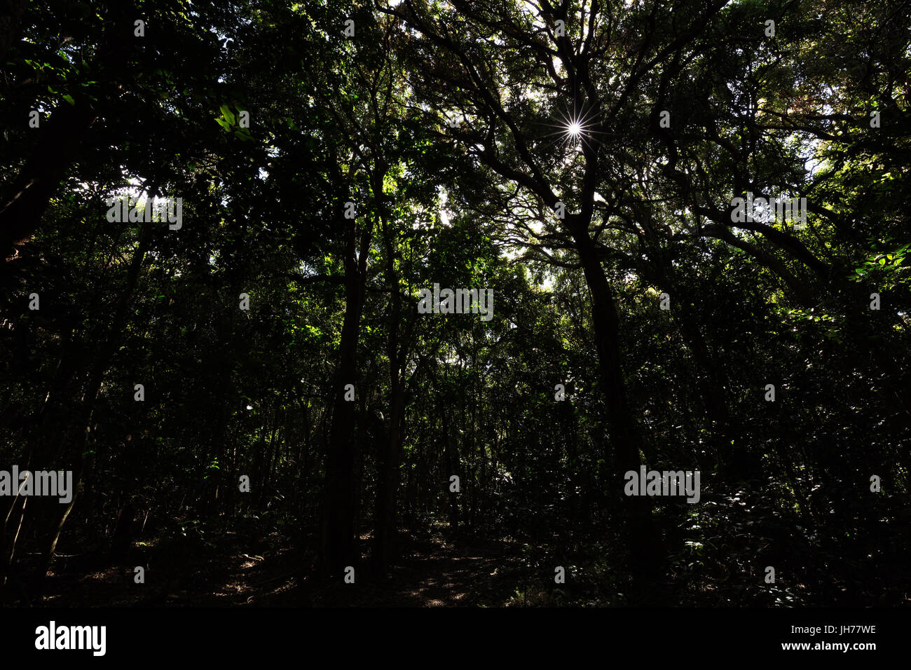 Il sole splende attraverso le cime degli alberi in una giungla buia con torreggianti alberi. Foto Stock Il sole splende attraverso le cime degli alberi in una giungla buia con torreggianti alberi. Foto Stock