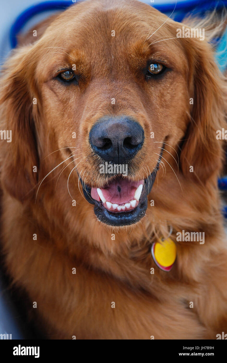 Il Golden Retriever cane Closeup Foto Stock
