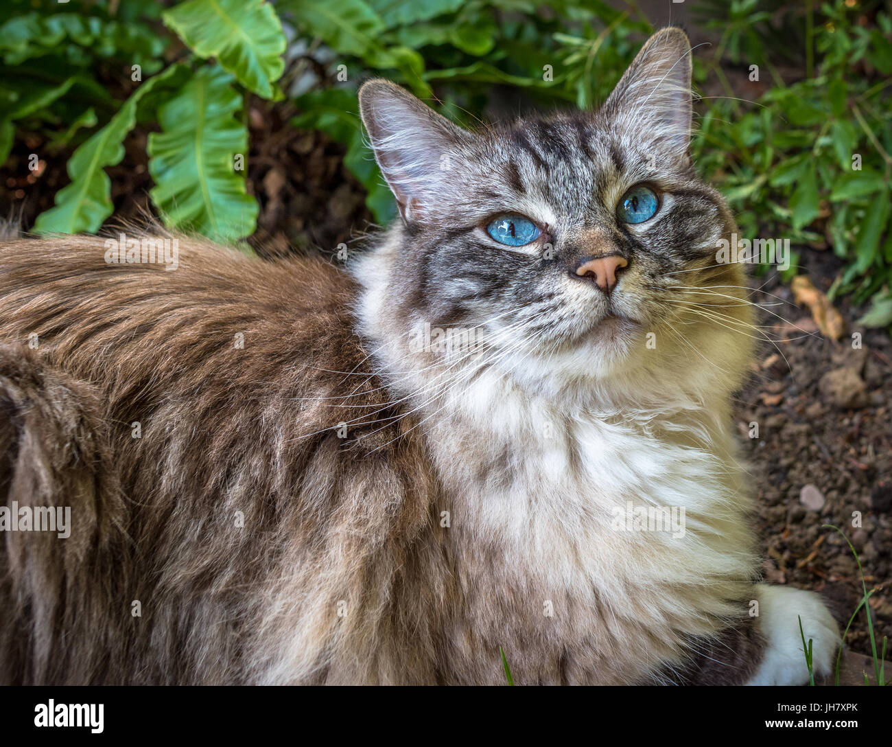 Ragdoll (Lynx Seal Tabby) Cat ritratto all'aperto. Foto Stock