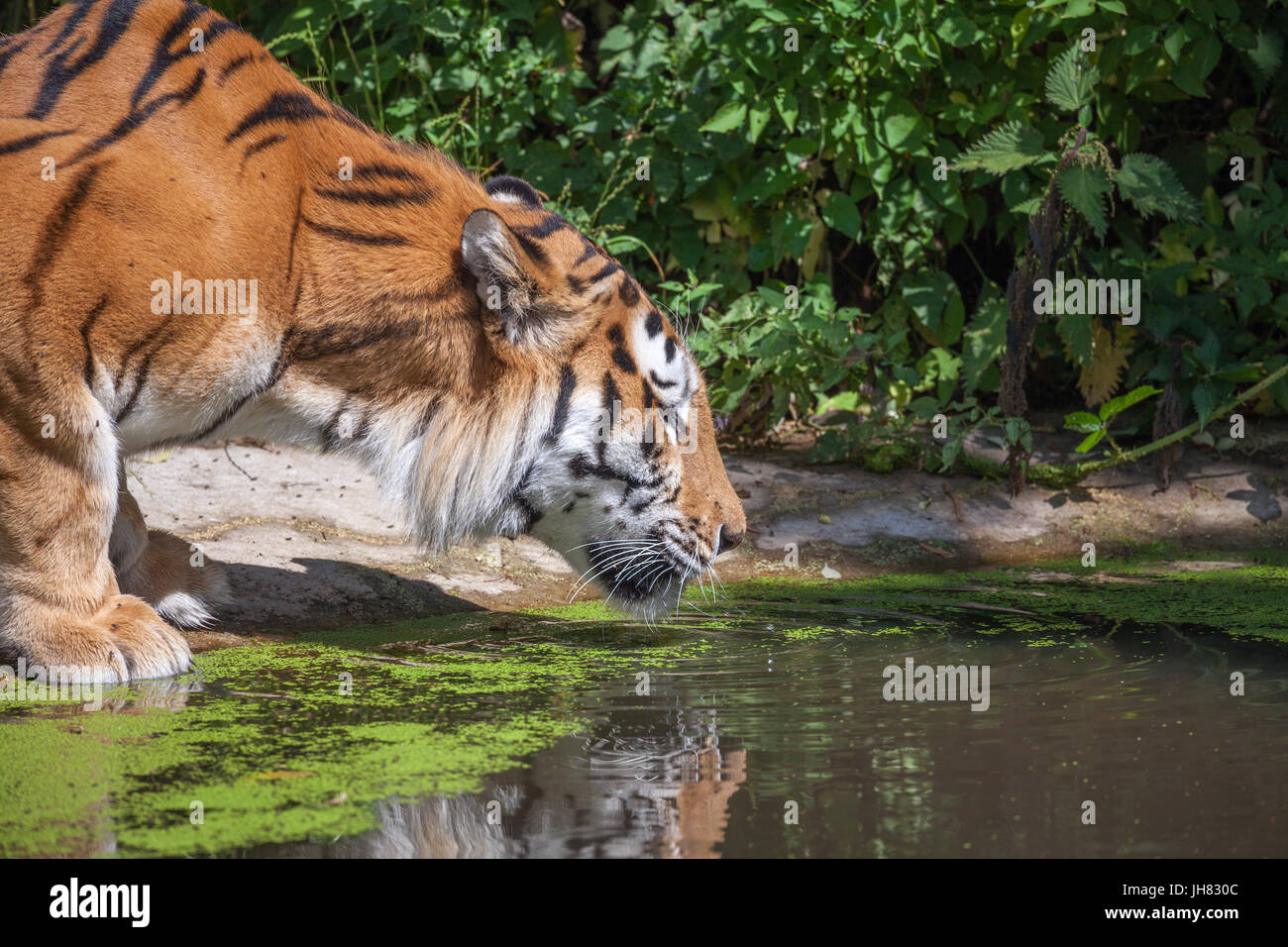 Tiger at Woburn Safari Park Foto Stock