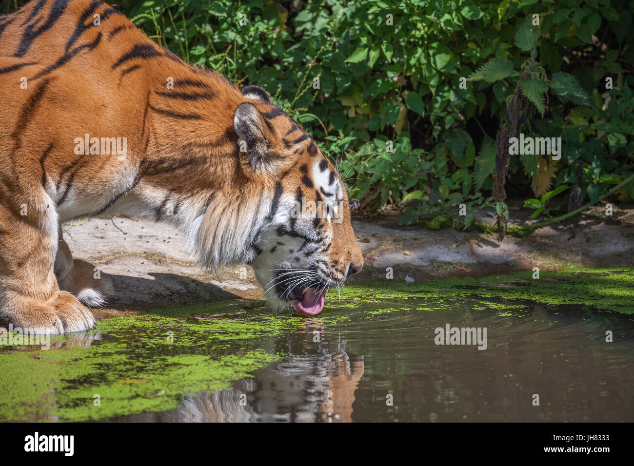 Tiger at Woburn Safari Park Foto Stock