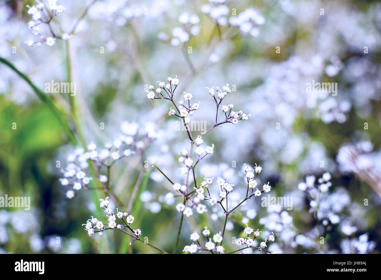 Piccoli fiori bianchi Foto Stock