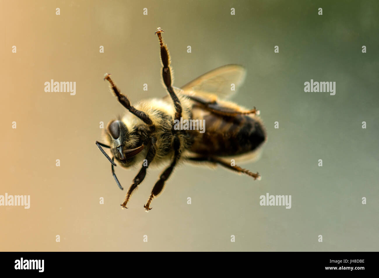 Unico British miele delle api (Apis) rappresentata da vicino attraverso la trasparenza del vetro, isolato sullo sfondo Foto Stock