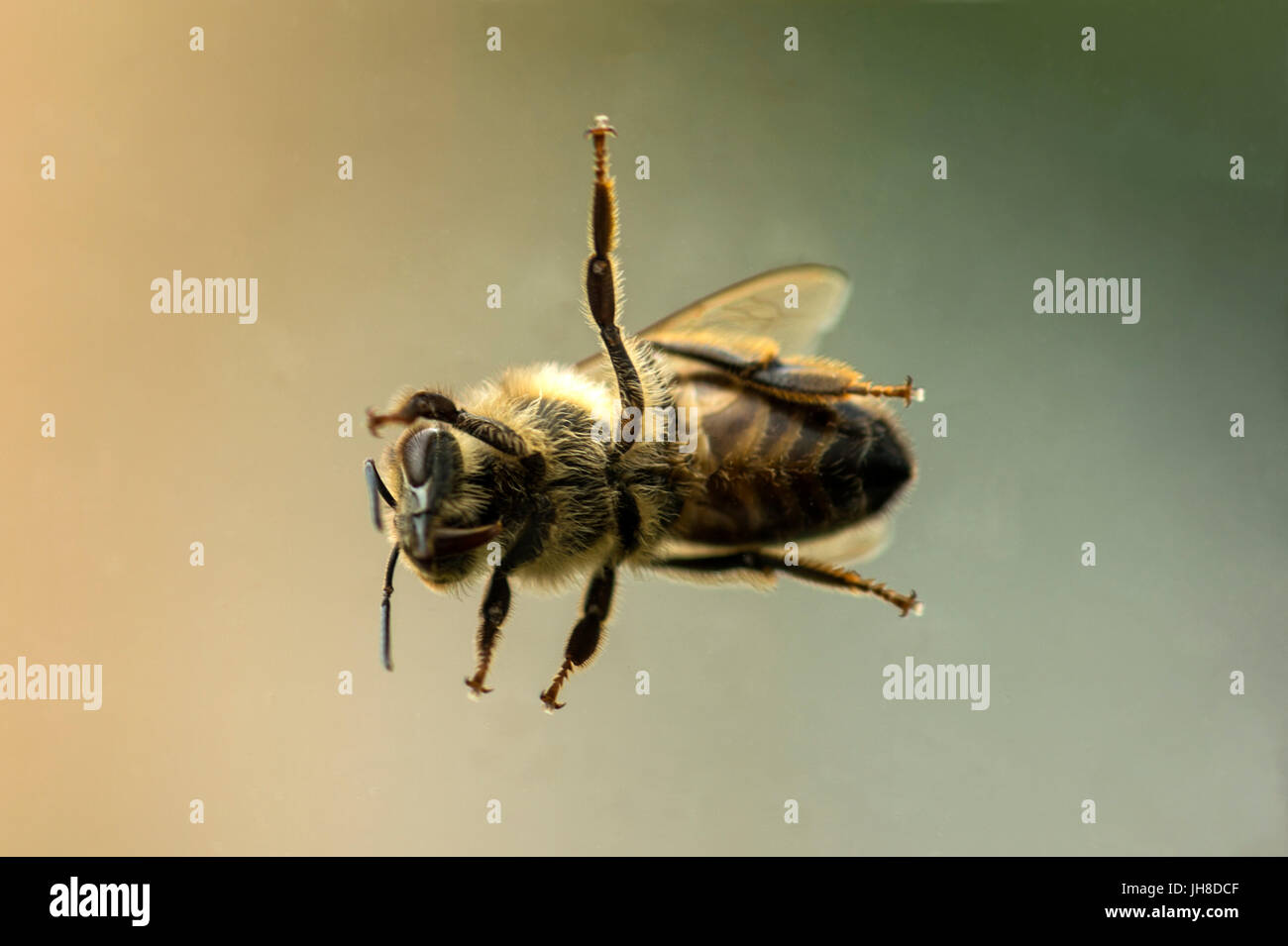 Unico British miele delle api (Apis) rappresentata da vicino attraverso la trasparenza del vetro, isolato sullo sfondo Foto Stock